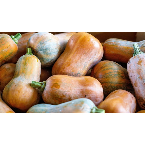 25 * SEEDS Organic HONEYNUT SQUASH Honey Butternut Baby Buttercup Orange Flesh