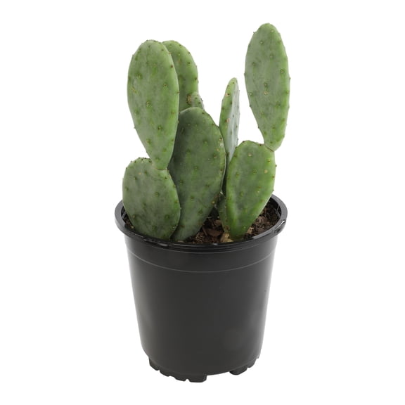 Altman Reserve Rare Unique Opuntia Single Succulent in 3" Wrap Pot (1 Count)