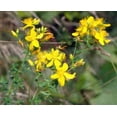 thumbnail image 5 of 1500 Great SAINT JOHNS WORT St John's Hypericum Pyramidatum Yellow Flower Herb Seeds, 5 of 5