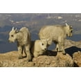 thumbnail image 2 of Illg, Cathy and Gordon 24x17 White Modern Wood Framed Museum Art Print Titled - Colorado, Mount Evans Three mountain goat kids, 2 of 4