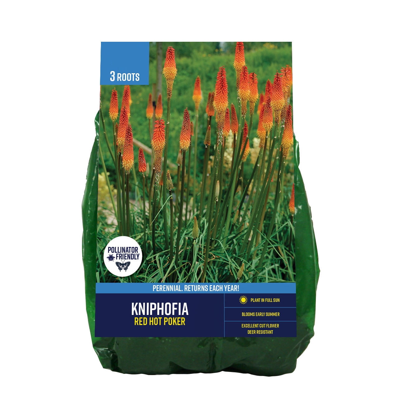 Van Zyverden Echinacea Purpurea (Set of 2 Dormant Bare Plant