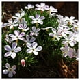 thumbnail image 4 of Everwilde Farms - 1/4 lb Mountain Phlox Native Wildflower Seeds - Gold Vault Bulk Seed Packet, 4 of 4