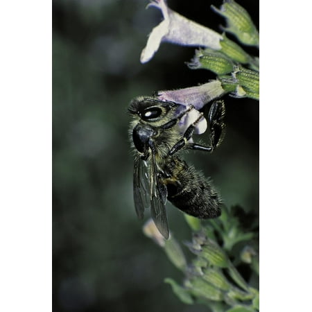 Apis Mellifera (Honey Bee) - Foraging on Calamint Flowers Print Wall Art By Paul