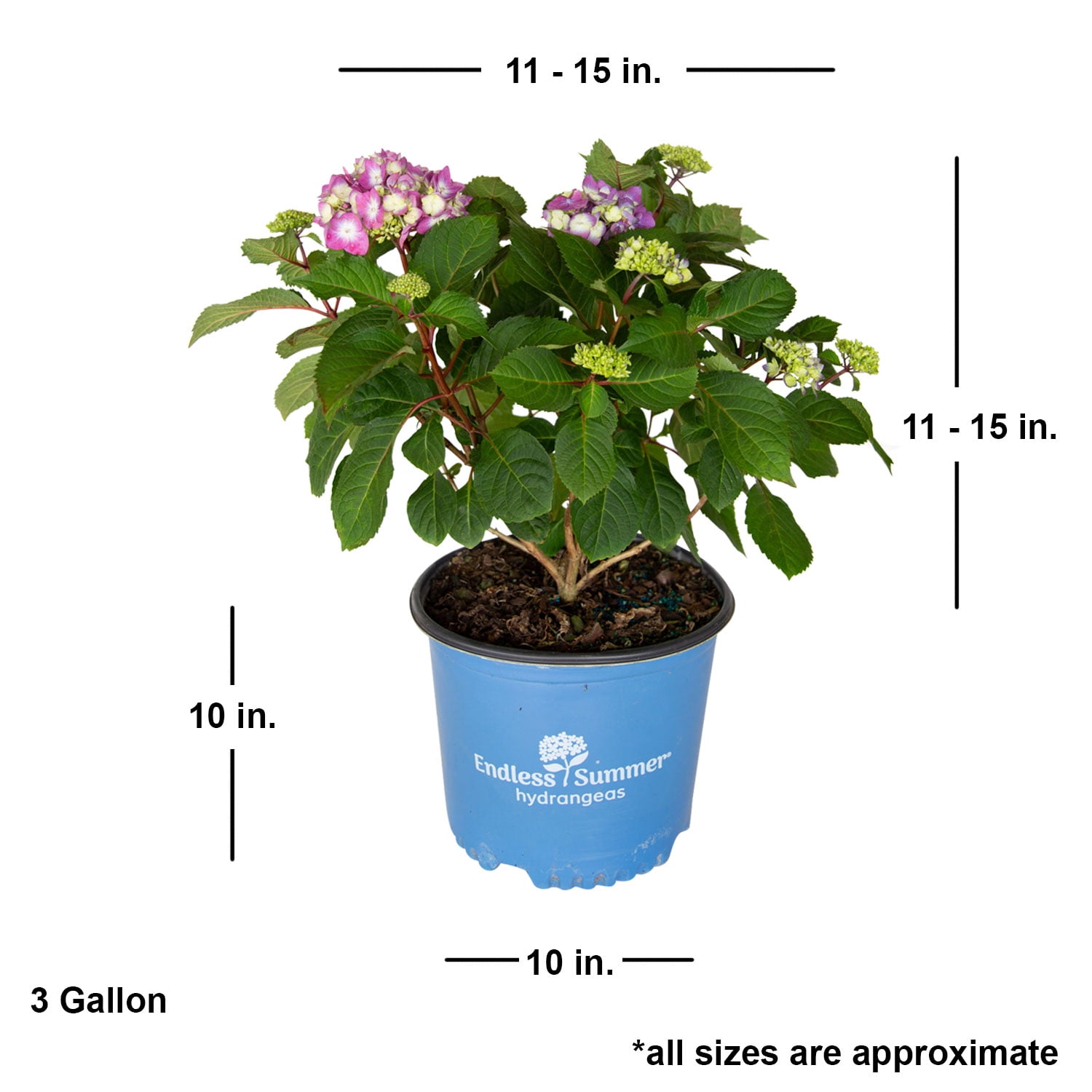 BloomStruck Endless Summer Hydrangea (3 Gallon) Flowering Deciduous Shrub with Vivid Rose-Pink or Purple Blooms - Part Shade Live Outdoor Plant