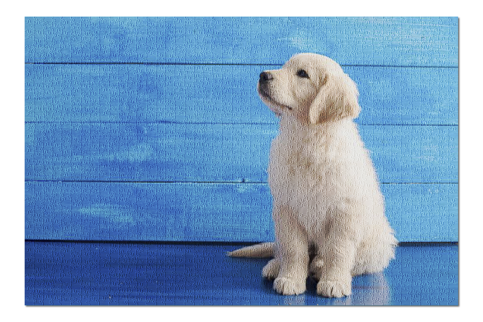 English Golden Retriever Puppy on Blue Wood Background ...