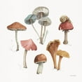 thumbnail image 2 of Audit, Lisa 20x20 Gold Ornate Wood Framed with Double Matting Museum Art Print Titled - Mushroom Medley 02, 2 of 4