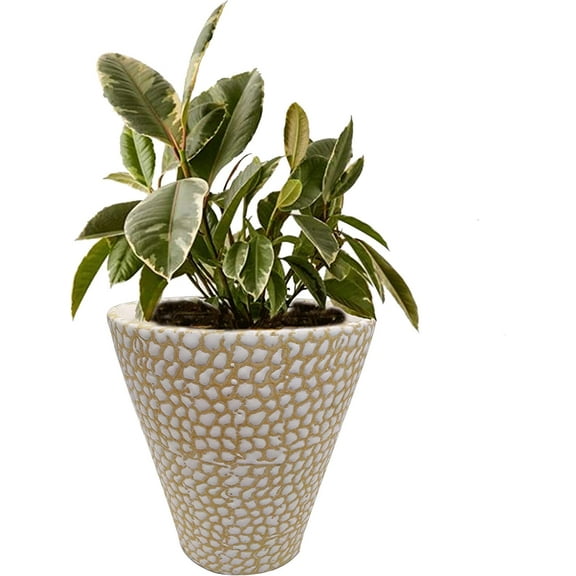 India Meets India Ceramic Flower Pot Designer Planter Vase Indoor Outdoor Planter Handicraft by Awarded Indian Artisan (8 Inch, Cream)