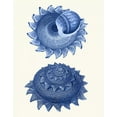 thumbnail image 2 of Fab Funky 20x24 White Modern Wood Framed Museum Art Print Titled - 2 Blue Shells b, 2 of 4