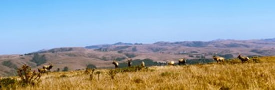 Herd Of Roosevelt E
