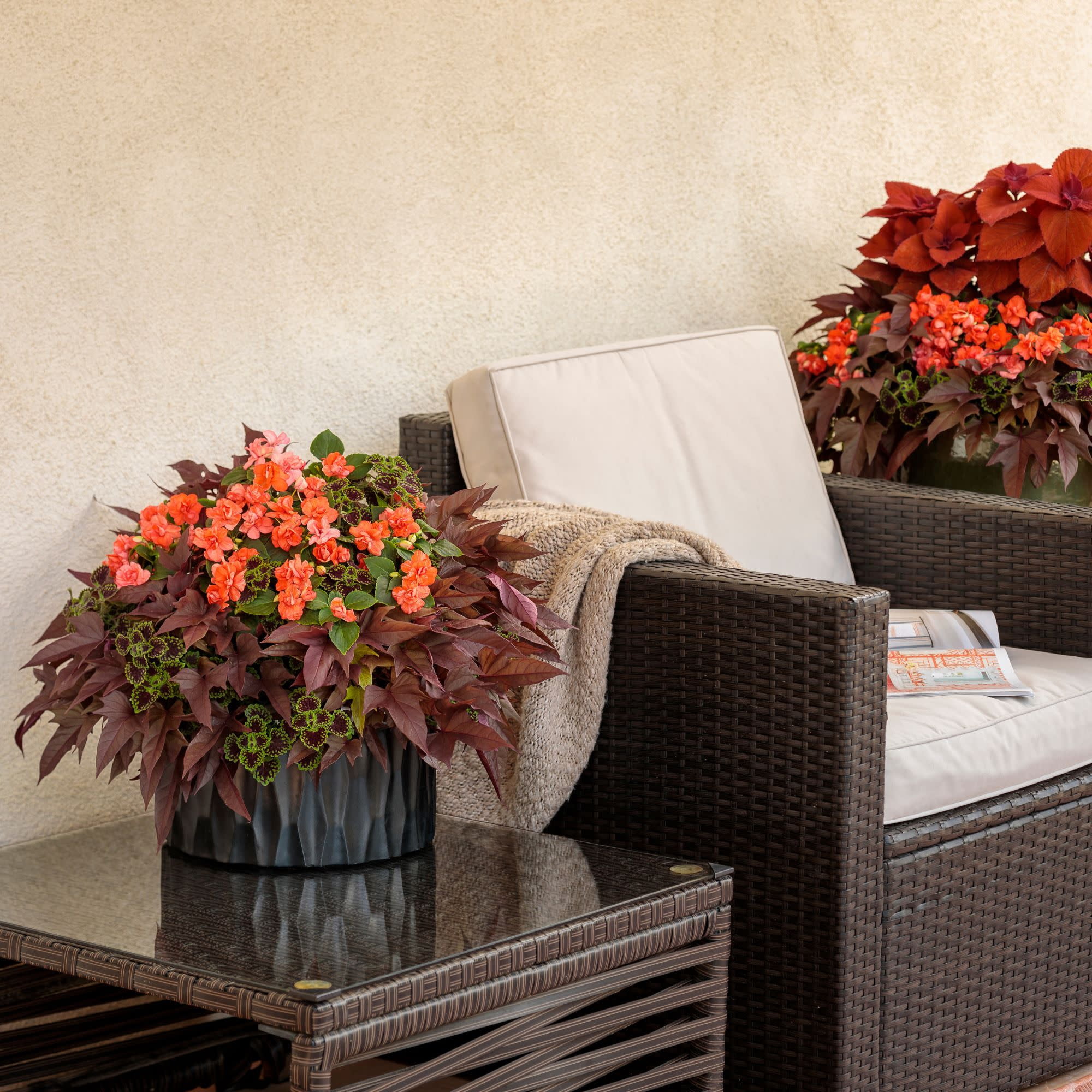 Proven Winners 4" Orange Rockapulco Tropical Shades Double Impatiens Live Plant in 4.25" Pot (4 Count)