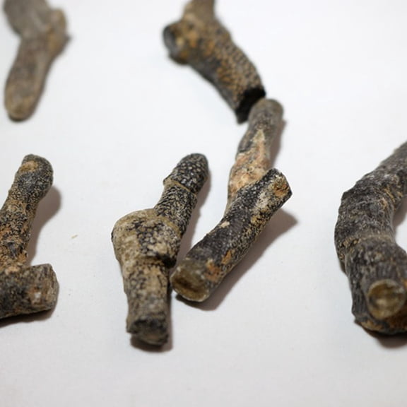 LOLIPPYY 1 Set Educational Specimens Random Style Science Teaching Materials Table Decor Creative Play 5pcs