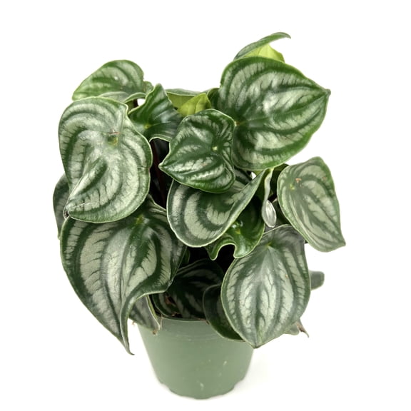 Peperomia Watermelon Live Potted House Plant, 4" Pot