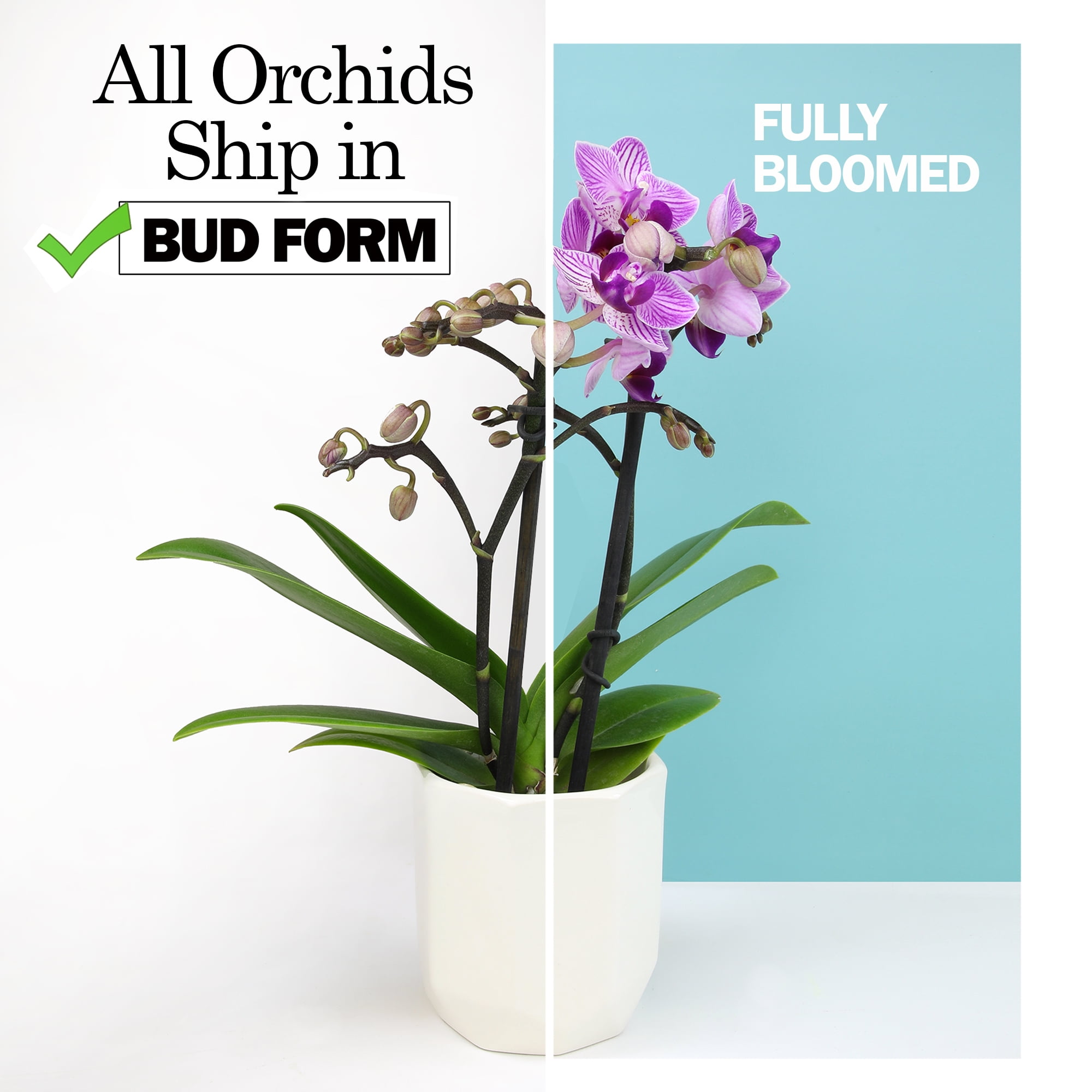 Element White Live Orchid Decor (Approx 16" Tall) in 3.5" Blue & White Planter