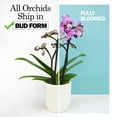 thumbnail image 5 of Element Novelty Spotted Live Orchid Decor (Approx 22" Tall) in 5" Blue & White Planter, 5 of 16