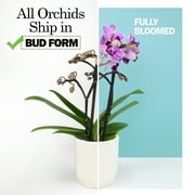 Element White Live Orchid Decor (Approx 16 Tall) in 3.5 Blue & White Planter