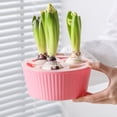 thumbnail image 1 of HAMPPLIES 2Pcs Assorted Color Hydroponic Planter Pot for Tulip Daffodil and Narcissus Bulbs, 1 of 8