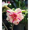 thumbnail image 5 of 10 Mixed DESERT ROSE / ADENIUM Obesum African Houseplant Flower Seeds, 5 of 5