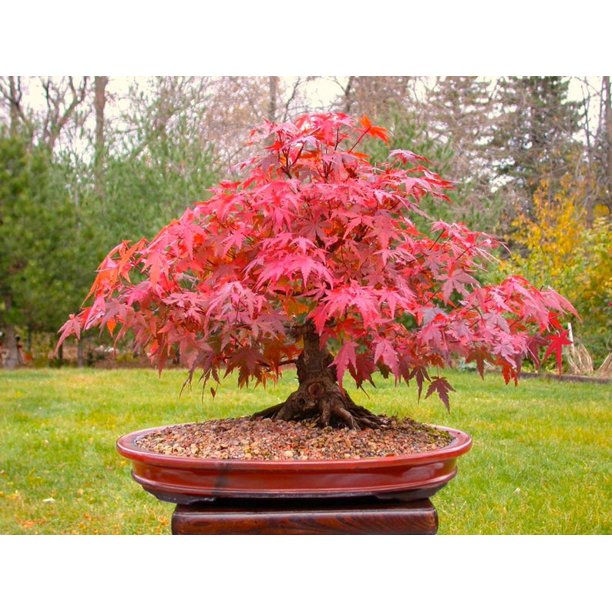 Japanese Red Tree 20 Seeds - Acer Palmatum/Real Beautiful Air Purifier Bonsai - Walmart.com