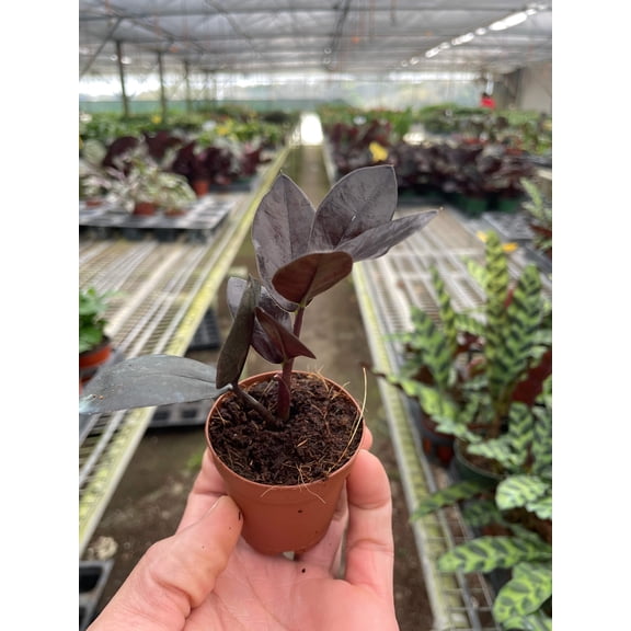 ZZ Zamioculcas 'Black Queen', 2" Pot, Indoor Houseplant, Easy Care, Live Plant for Indoor & Outdoor