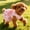 Pink, variant on Dog Dress,1PC Dog Dresses with Cute Bowknot,Summer Dogs Clothes Pet Princess Dresses for Chihuahua Yorkies Puppies Cat Outfit