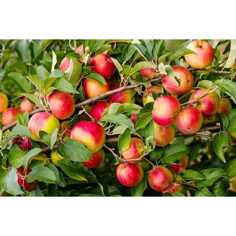 Yates Apple Tree | The Yates Red Apple Tree is a deliciously sweet and  juicy fruit tree grown in USDA zones 5-8. It reaches a mature height of  12-15