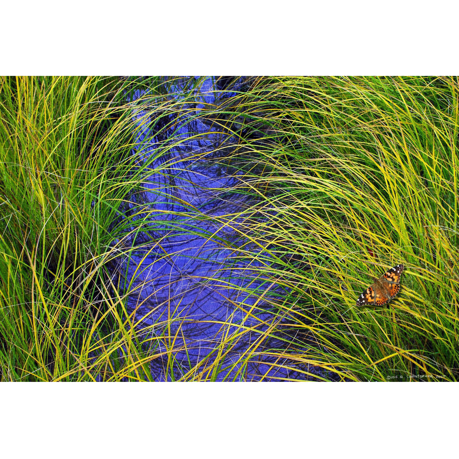 Marmont Hill - "Grass over the Brook" by Chris Vest Painting Print on Wrapped Canvas