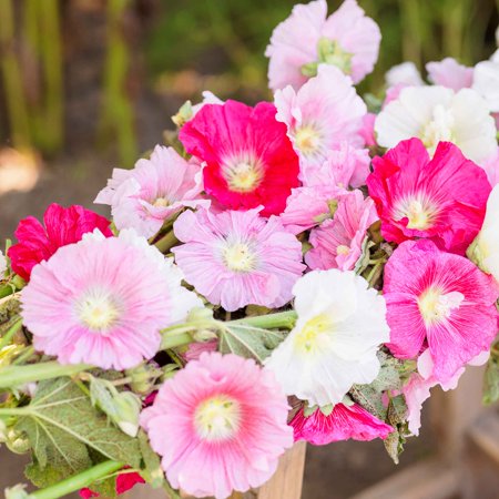 Eden Brothers Hollyhock Seeds - Summer Carnival Non-GMO Seeds for Planting, 1/4 Pound | Low-Maintenance Flower Seeds, Plant During Spring or Fall, Zones 1, 10, 11, 12, 2, 3, 4, 5, 6, 7, 8, 9
