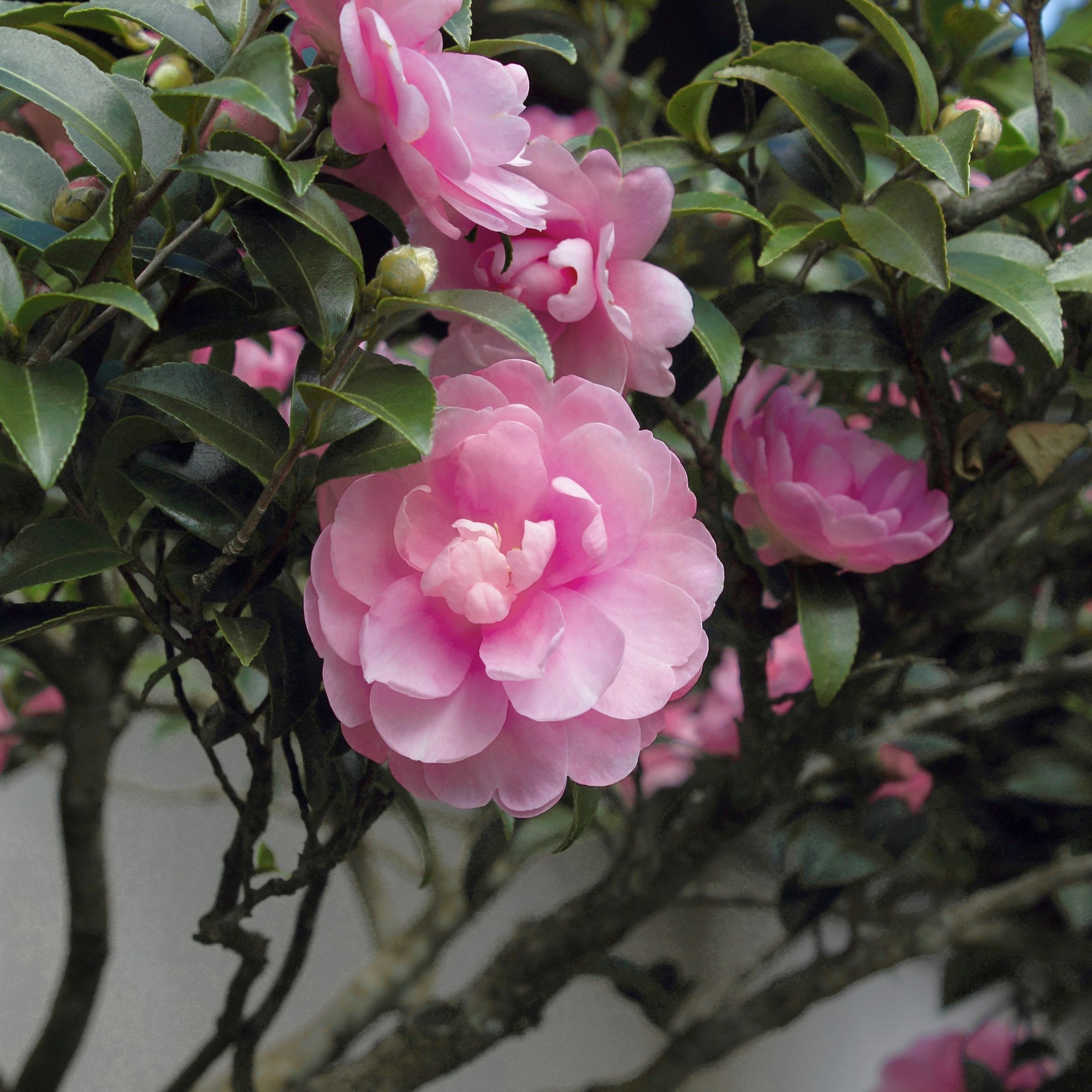 National Plant Network 1 gal. Camellia Sasanqua Dream Weaver Shrub