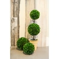 thumbnail image 4 of Admired By Nature ABN5P013-GRN-2 6 in. Faux Preserved Artificial Boxwood Ball Topiary Plant - Set of 2, 4 of 5