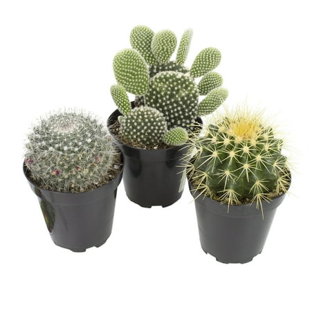 Element by Altman Plants Beginner Cactus 3-Pack | Easy Live Plants | 3.5 in. Pots | Full Sun