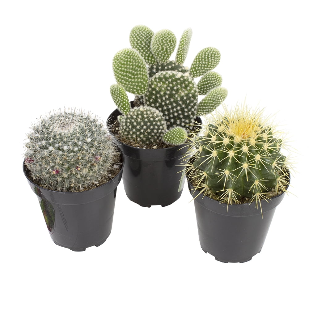 Element 4in Live Cacti Plants Assorted Varieties