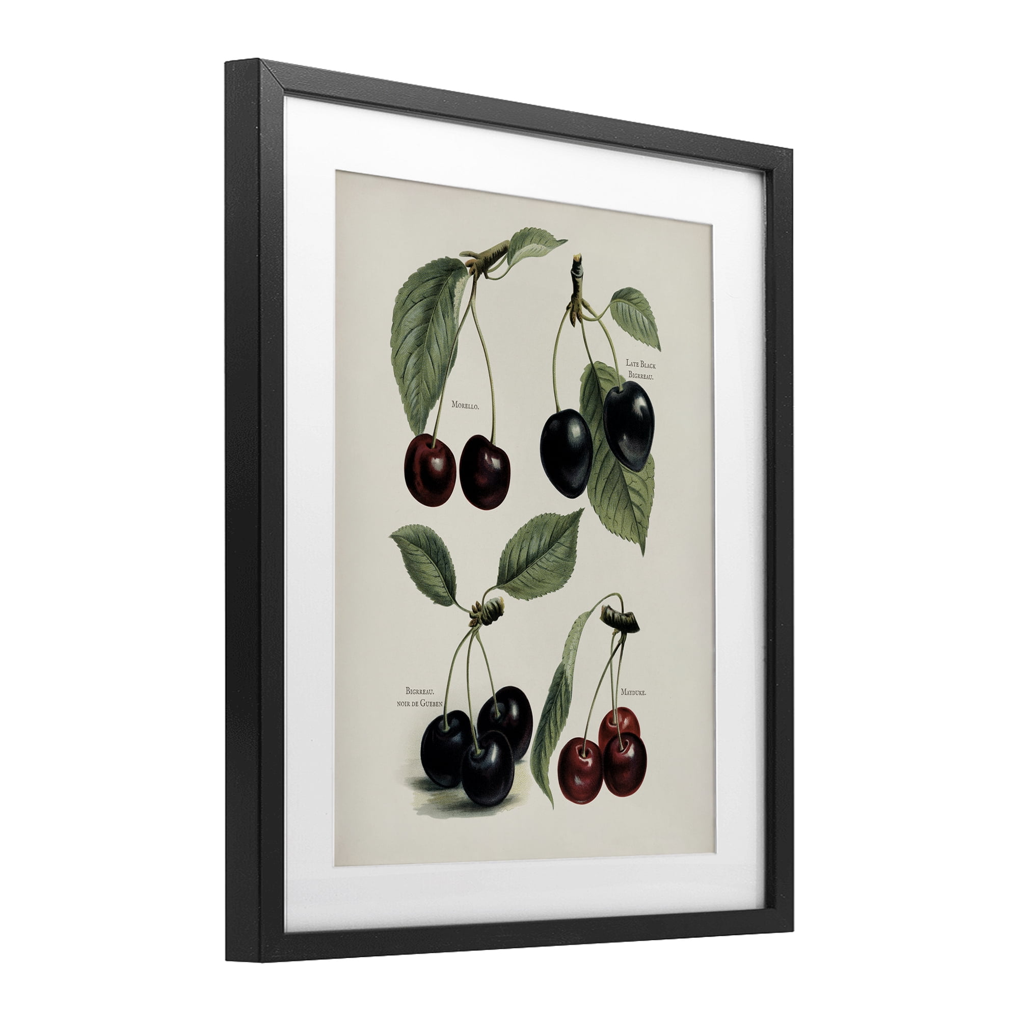 Natural Detailed Cherry Studies Black Framed Print Under Glass, design by Lettered and Lined