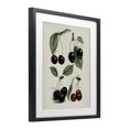 thumbnail image 2 of Stupell Industries Traditional Natural Detailed Cherry Studies Black Framed Print Under Glass, 13 x 16, by Lettered and Lined, 2 of 8