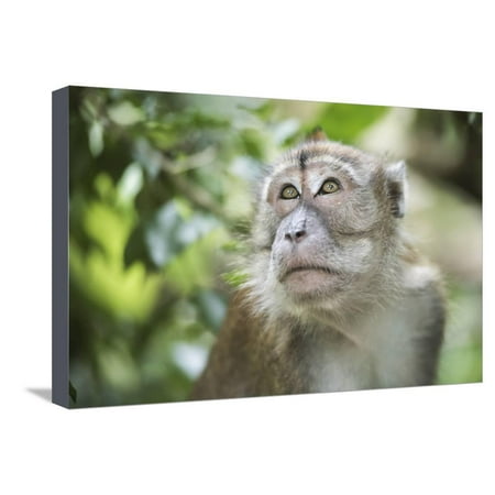Portrait of a Long Tailed Macaque (Macaca Fascicularis) in the Jungle at Bukit Lawang Stretched Canvas Print Wall Art By Matthew