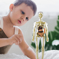 thumbnail image 4 of 3D Human Body Torso Model Anatomy Model Skeleton,Human Body Model,Removable Parts, DIY Skeleton Toy,1 * Torso,Transparent, 4 of 7