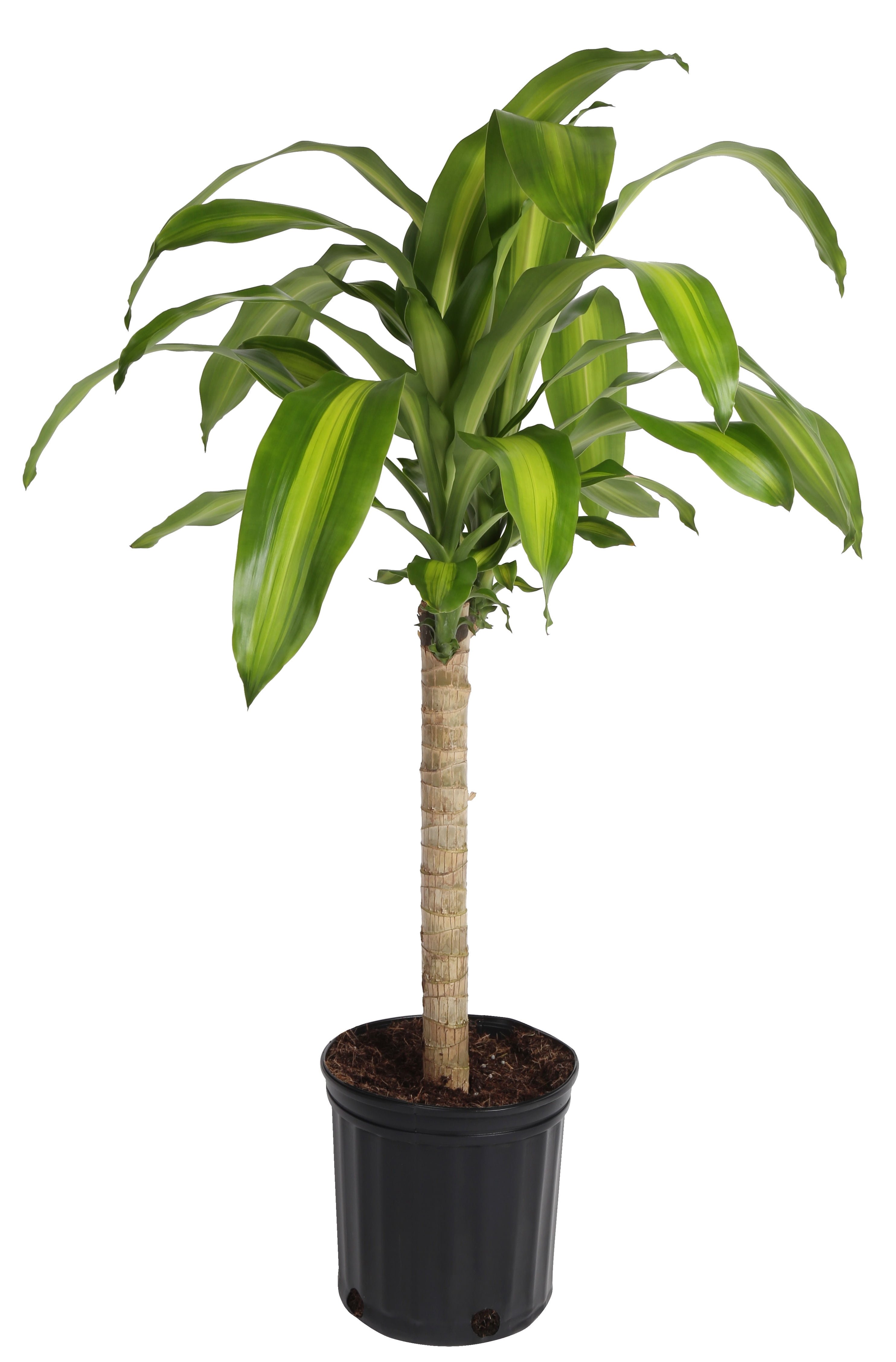 Costa Farms Live Indoor 2ft. Tall Mass Cane Plant in 10in