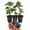 Black Mission, variant on Chicago Hardy Fig Tree - 3 Live Tissue Culture Starter Plants - Ficus Carica - Edible Fruit Tree for The Patio and Garden