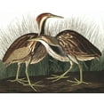 thumbnail image 1 of American Bittern - Audubon - CANVAS OR PRINT WALL ART, 1 of 1