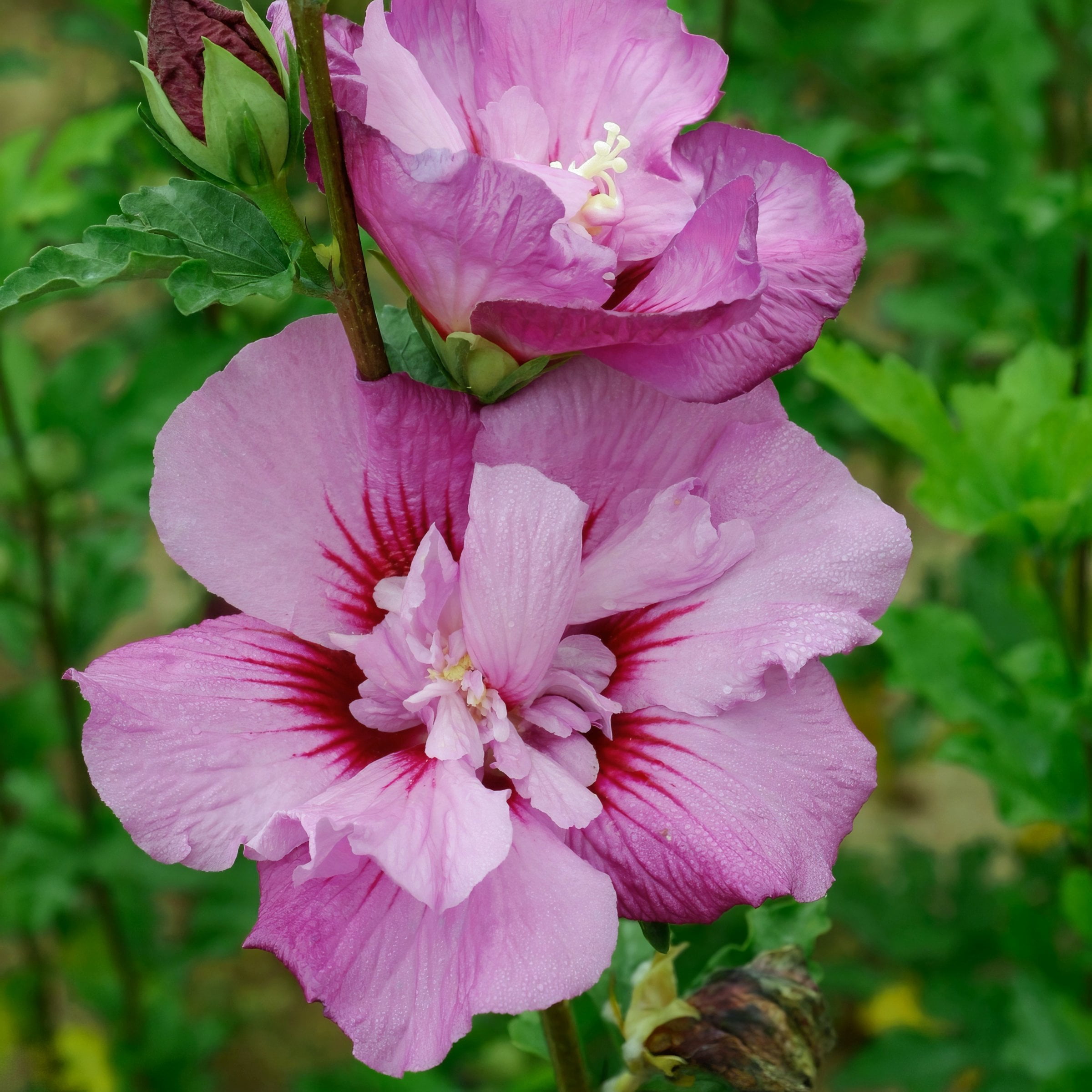 National Plant Network 3 gal. Hibiscus Purple Pillar Live Shrub