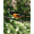 thumbnail image 2 of 32 oz Oriole Feeder, 2 of 3