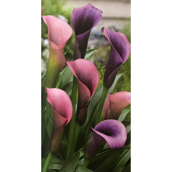 Pasja Calla Lily Bulb 14/16 cm Bulb - Grow Indoors or Out