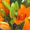 thumbnail image 3 of Bouquet de lilis asiáticas 8 tallos, 3 of 4