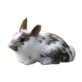 thumbnail image 1 of BINGLI Mini Realistic Easter Stuffed Animal Statues - Lifelike Simulation Animal Models for Shelf Decor, Spring Photography Backdrops, Easter Themed Displays, Creative Gift Box Toppers, 1 of 7