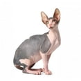 thumbnail image 2 of Sphynx Cat Wall Decal by Wallmonkeys Peel and Stick Graphic (24 in H x 17 in W) WM300907, 2 of 4