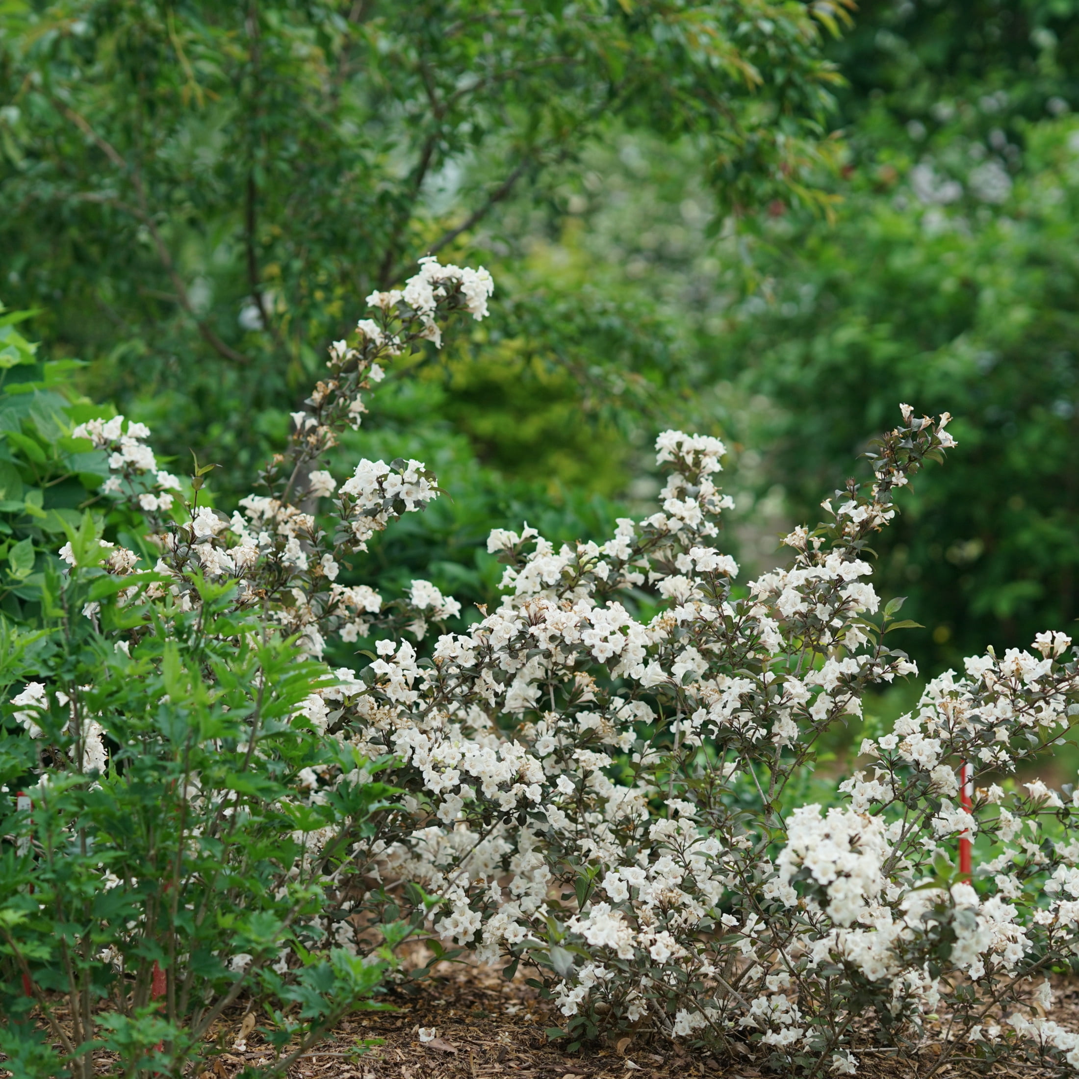 Proven Winners ColorChoice 6" White Wine & Spirits Weigela Live Plant in 7.5" Pot
