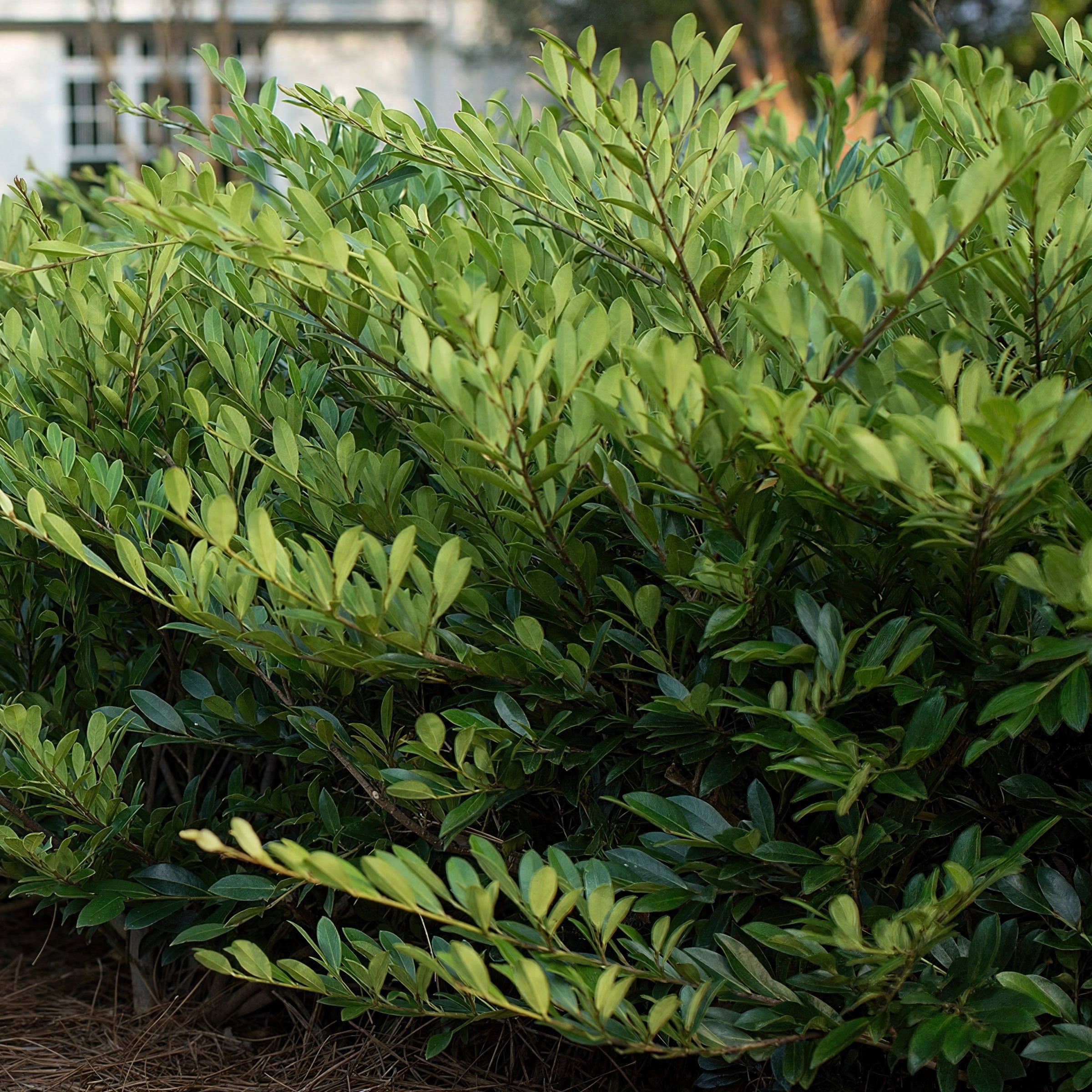 3 gal. Distylium Vintage Jade Shrub