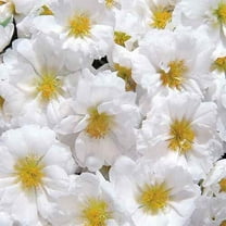 Drought Tolerant White Portulaca Moss Rose Ground Cover Plant & Flower Seeds - 500 Seeds