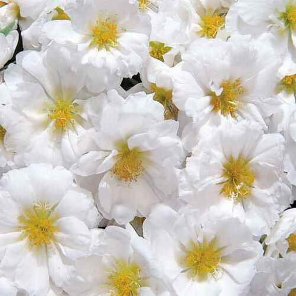 Drought Tolerant White Portulaca Moss Rose Ground Cover Plant & Flower Seeds - 500 Seeds