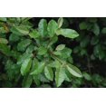 thumbnail image 4 of Elaeagnus Pungens I 1 Large Gallon Size Plant I Thorny Olive I Hardy Evergreen Shrub with Fragrant Blooms, Perfect for Hedges, Screening & Ornamental Garden Display, 4 of 6