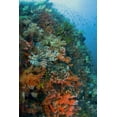 thumbnail image 2 of Shimlock, Jones 17x24 Black Ornate Wood Framed with Double Matting Museum Art Print Titled - Indonesia, Komodo NP Lionfish swimming over reef, 2 of 4